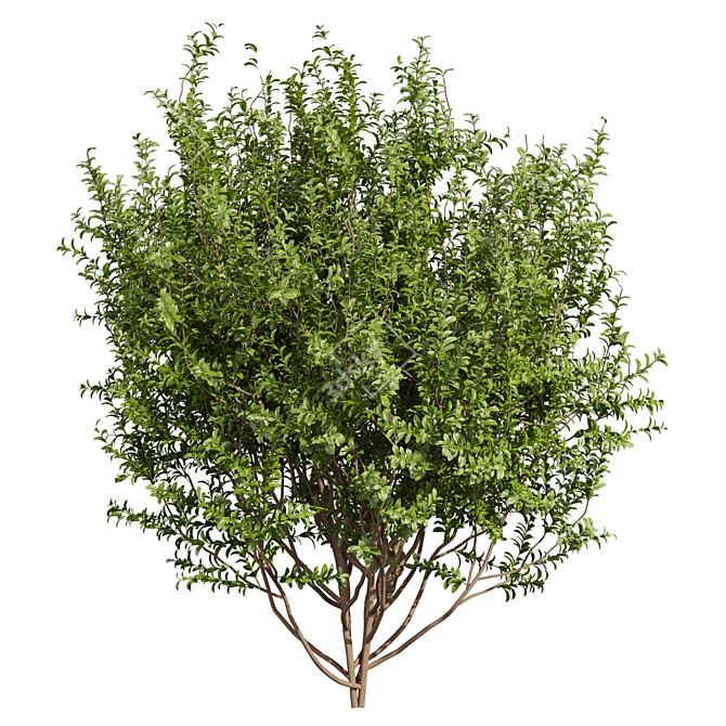 High-Quality Sapodilla Bush 3D Model 3D model image 2