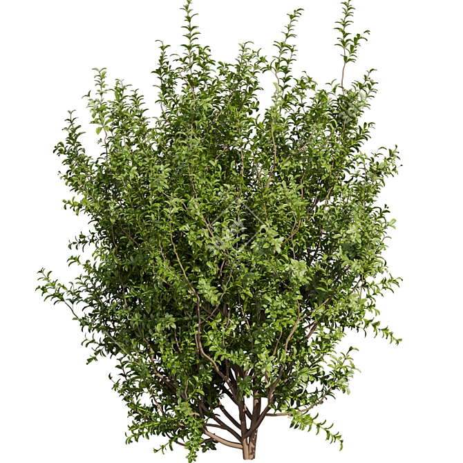 High-Quality Sapodilla Bush 3D Model 3D model image 3