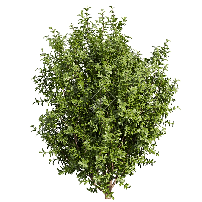 High-Quality Sapodilla Bush 3D Model 3D model image 4