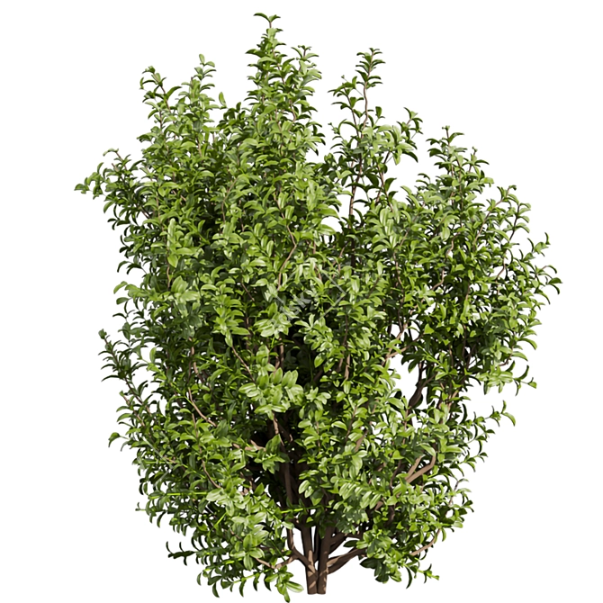 High-Quality Sapodilla Bush 3D Model 3D model image 5