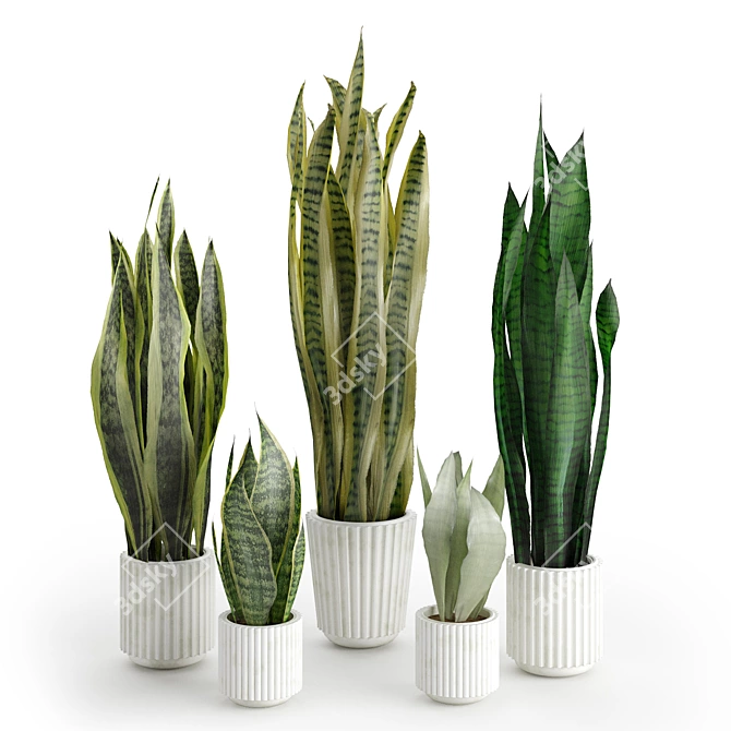 Assorted Sansevieria Houseplants 3D model image 1