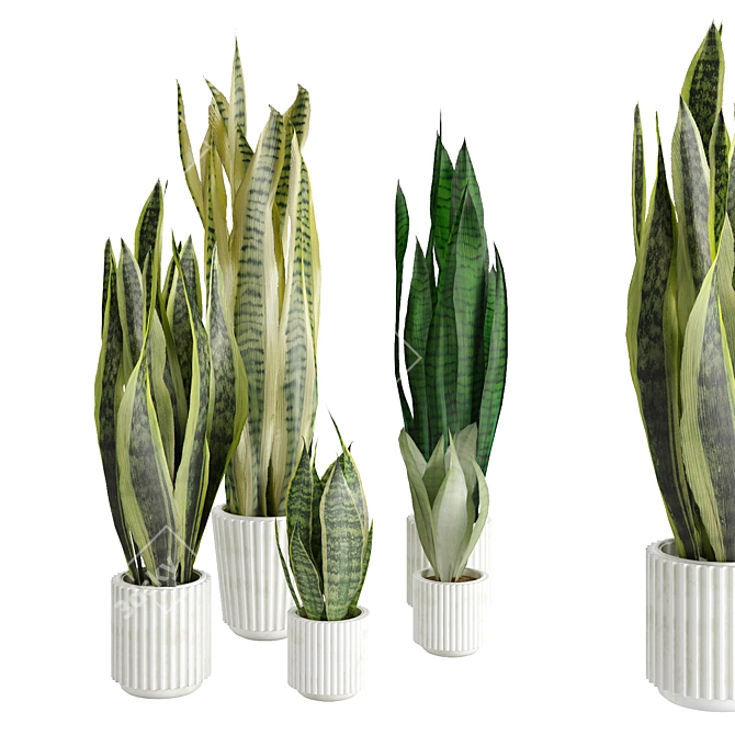 Assorted Sansevieria Houseplants 3D model image 2