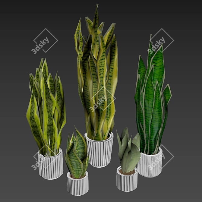 Assorted Sansevieria Houseplants 3D model image 4