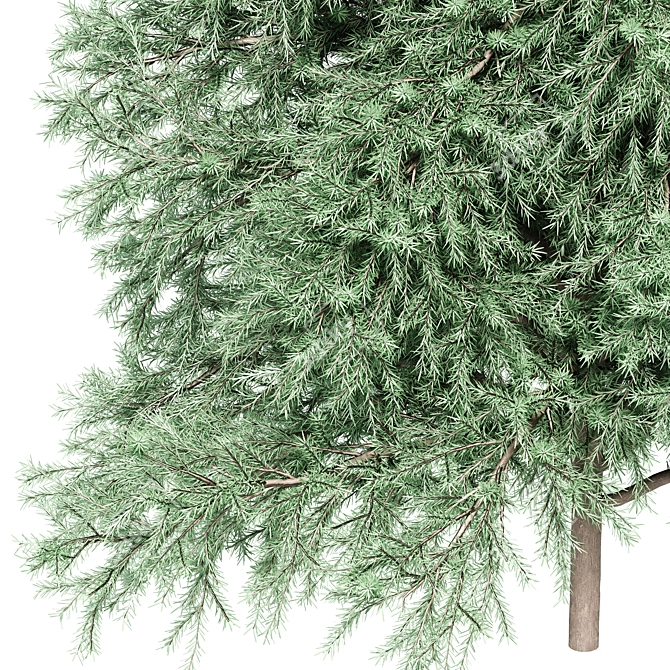 Realistic Green Fir Tree 1650mm 3D model image 3