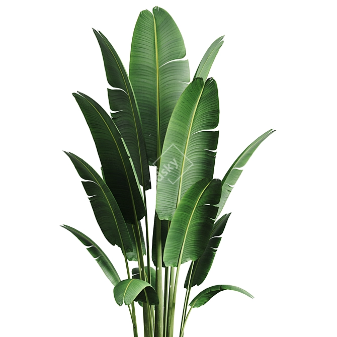 Tropical Banana Indoor Plant 3D model image 2