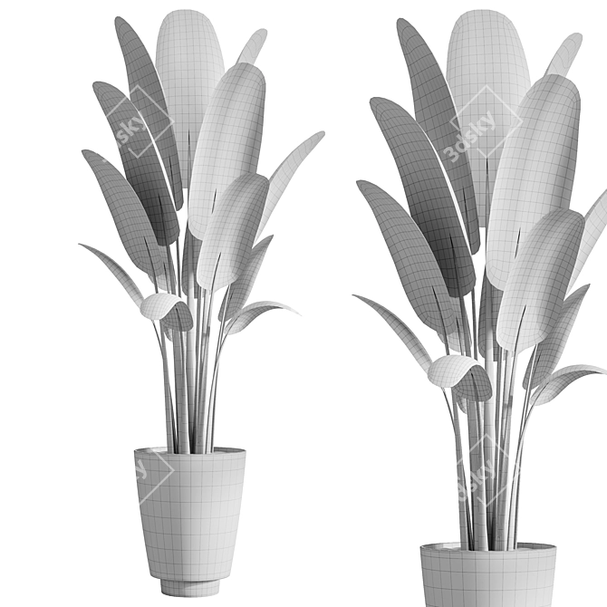 Tropical Banana Indoor Plant 3D model image 3