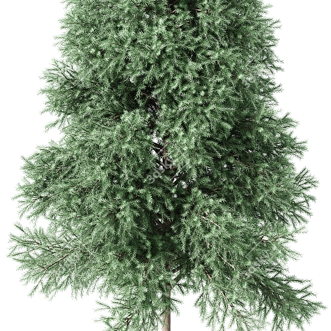 Realistic 1650mm Green Fir Tree 3D model image 2