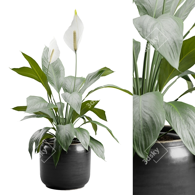 Tropical Peace Lily Plant Decor 3D model image 1