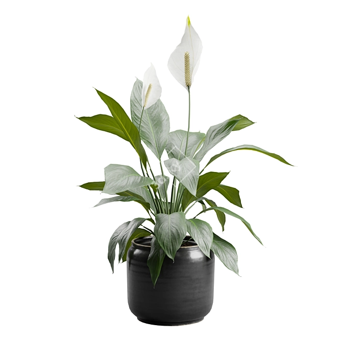 Tropical Peace Lily Plant Decor 3D model image 2