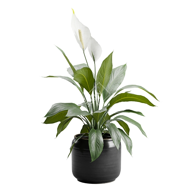 Tropical Peace Lily Plant Decor 3D model image 4