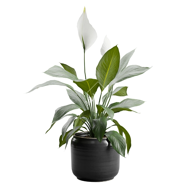 Tropical Peace Lily Plant Decor 3D model image 5