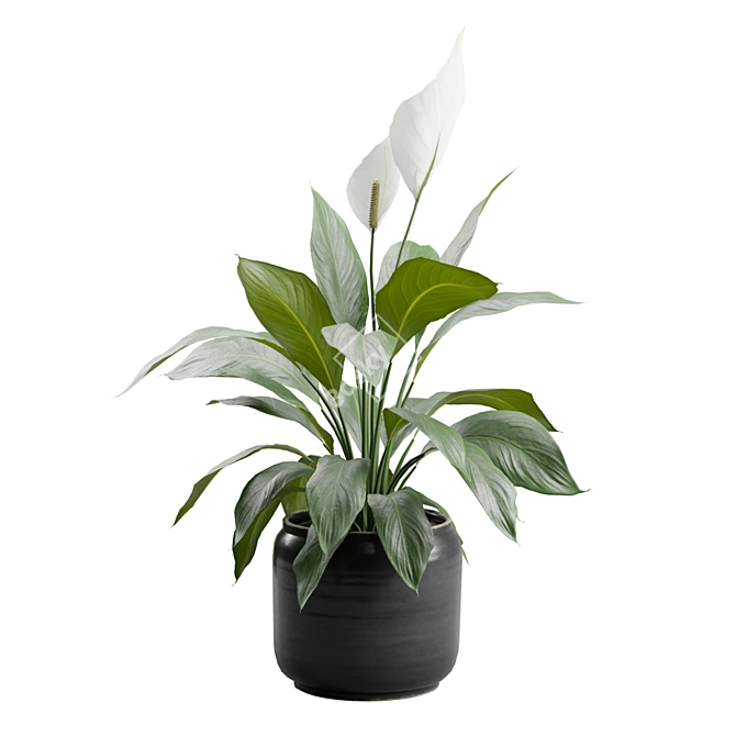 Tropical Peace Lily Plant Decor 3D model image 6