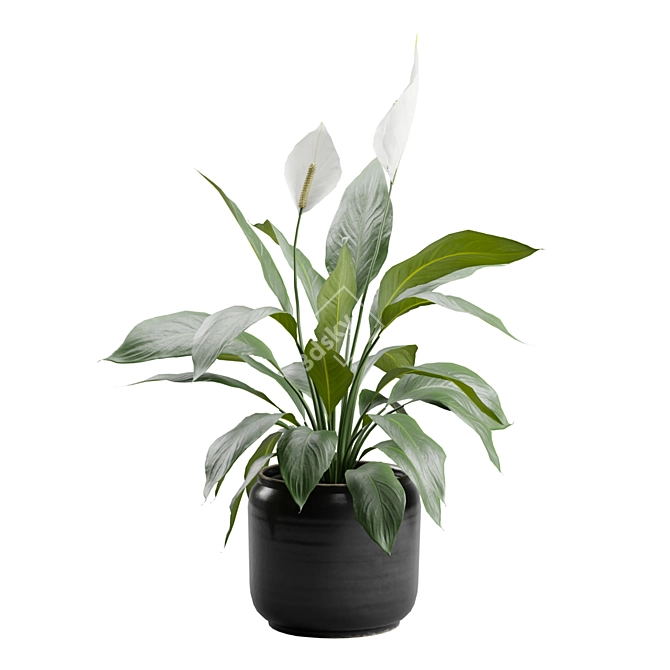 Tropical Peace Lily Plant Decor 3D model image 7