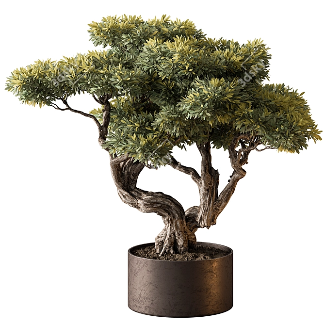 Bonsai Plant 646 - Indoor 3D model image 1