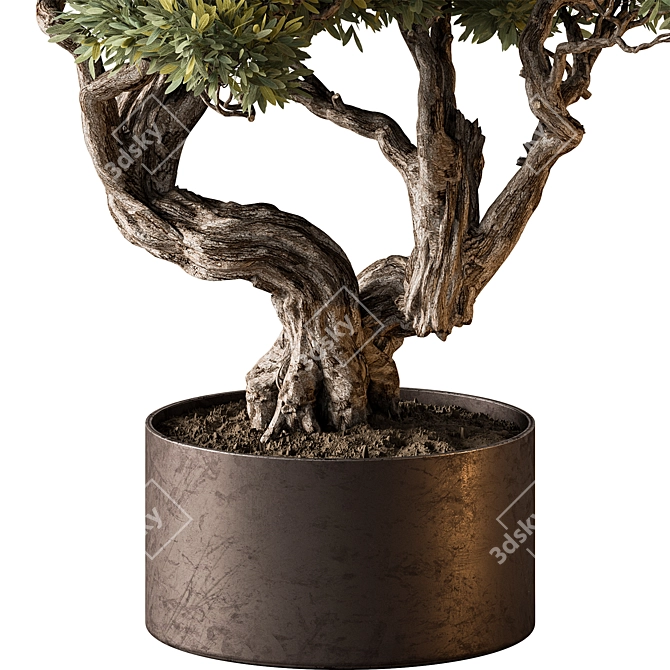 Bonsai Plant 646 - Indoor 3D model image 3