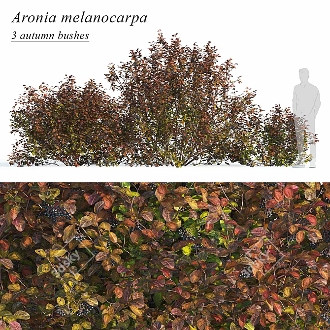 Title: Autumn Aronia Bush Set 3D model image 1