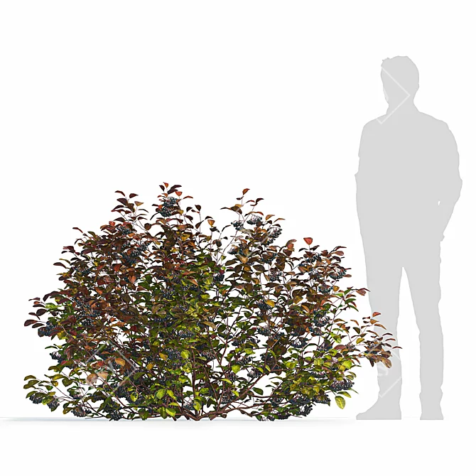 Title: Autumn Aronia Bush Set 3D model image 4