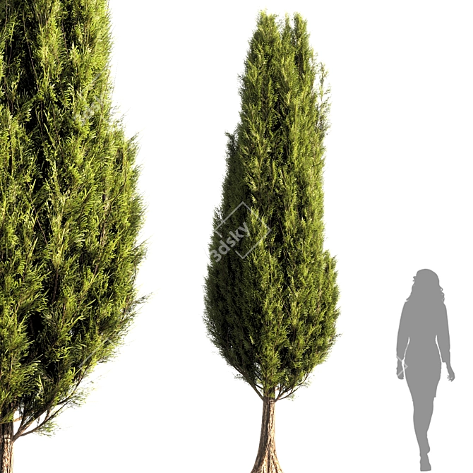 Sleek Bush Tree Render 3D model image 1