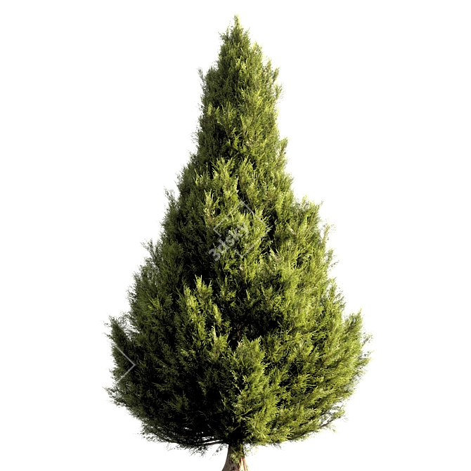 Lush Pine Tree Rendering 3D model image 3