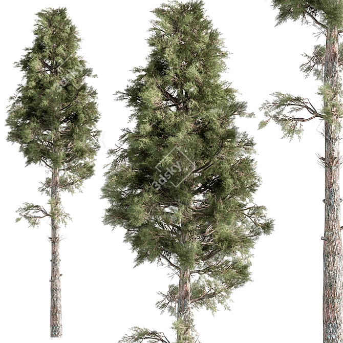 Coastal Sheoak Tree Set 273 3D model image 1