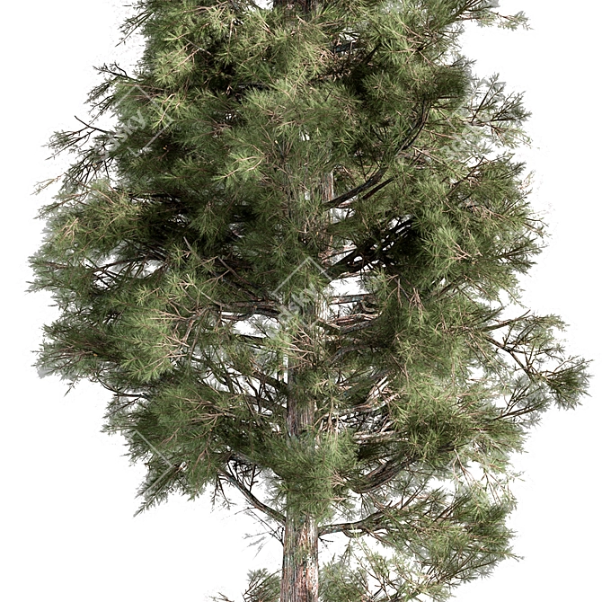 Coastal Sheoak Tree Set 273 3D model image 2