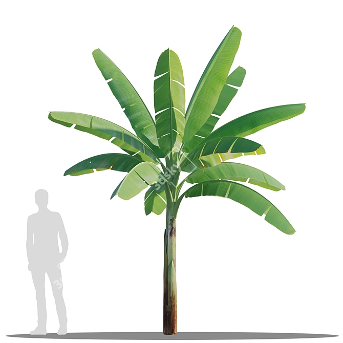 Twin Asian Banana Trees 3.6m 3D model image 3