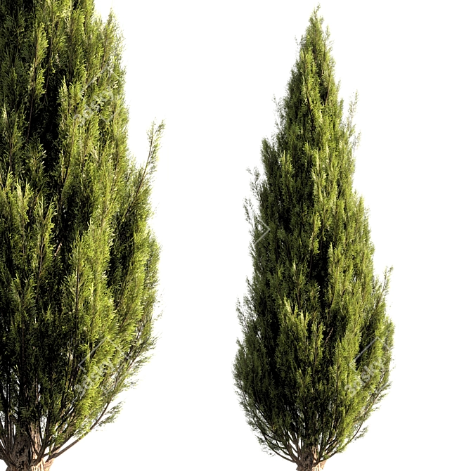  Elegant Bush Tree Render 3D model image 1