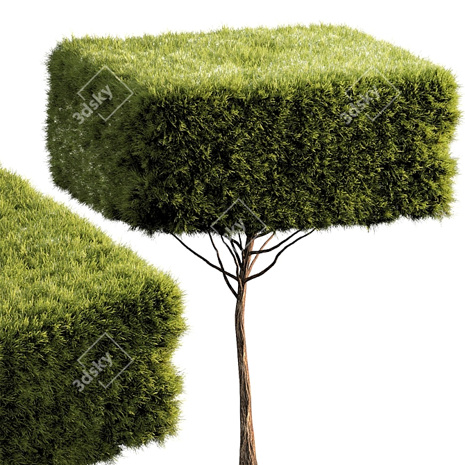 Russian Bush Tree 019 Rendered 3D model image 1