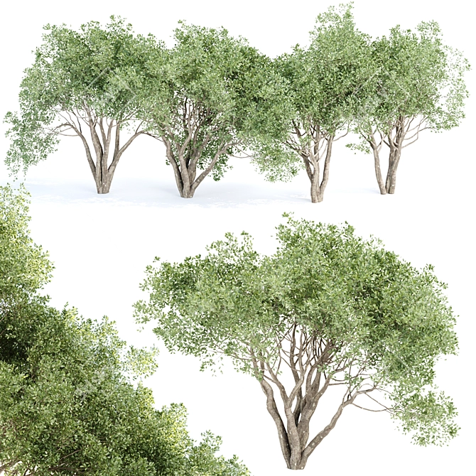 3D Shrubs Collection for Rendering 3D model image 1