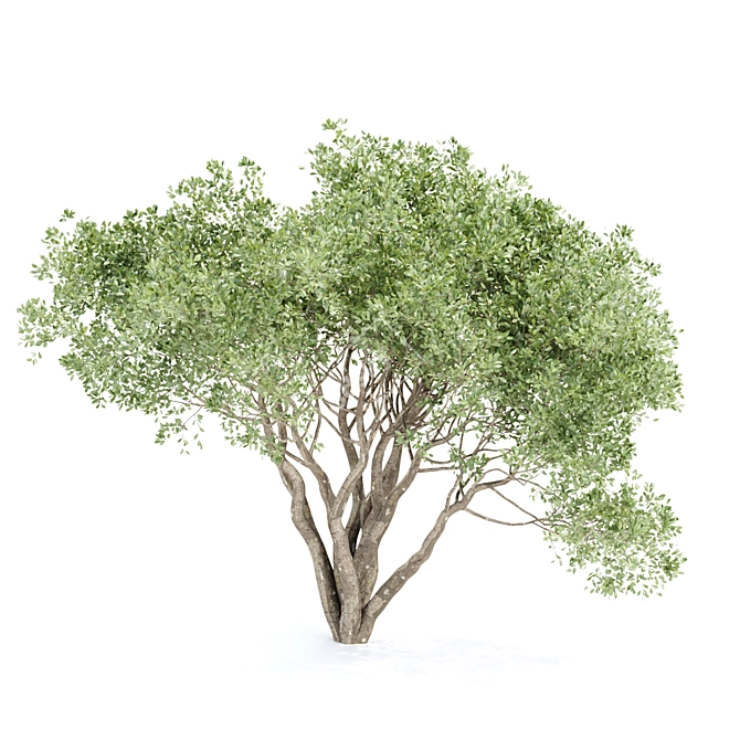 3D Shrubs Collection for Rendering 3D model image 2