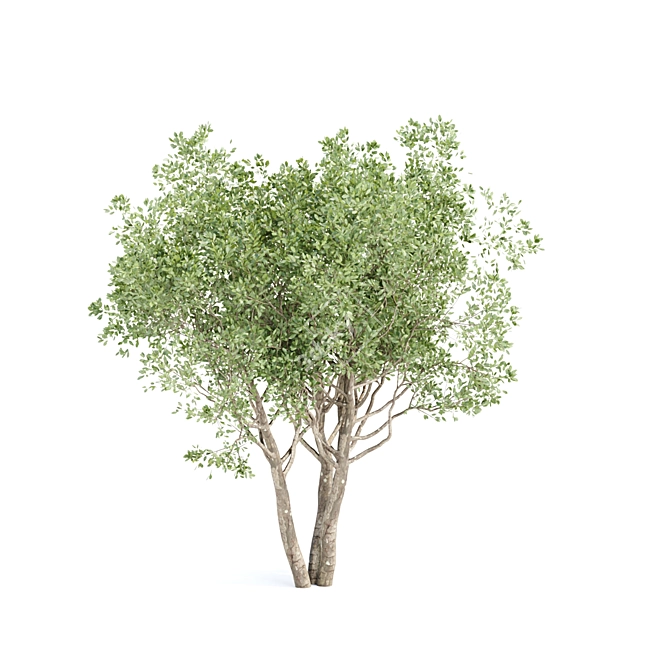 3D Shrubs Collection for Rendering 3D model image 4