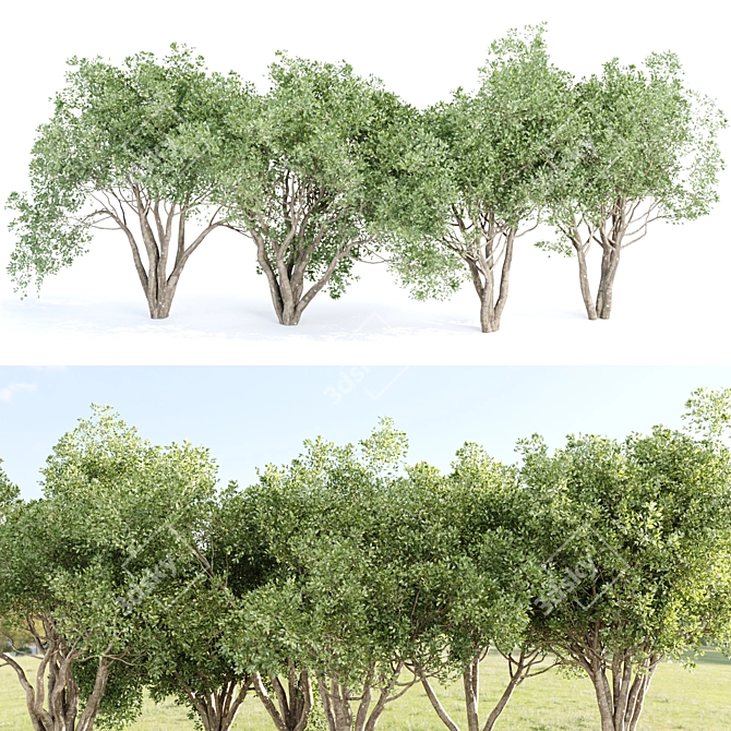 3D Shrubs Collection for Rendering 3D model image 6