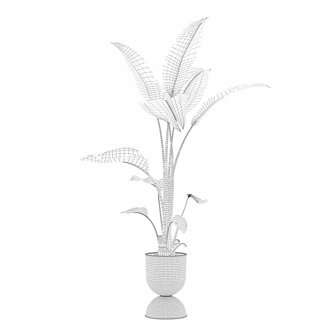 Modern Strelitzia Plant in Pot 3D model image 2