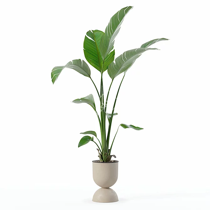 Modern Strelitzia Plant in Pot 3D model image 3