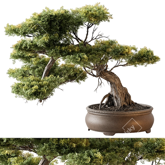 Bonsai Plant 648 - Indoor Greenery 3D model image 1