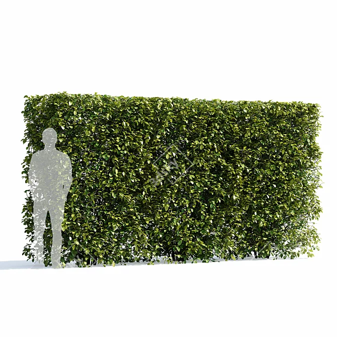 Aronia Melanocarpa Hedge Set 3D model image 3