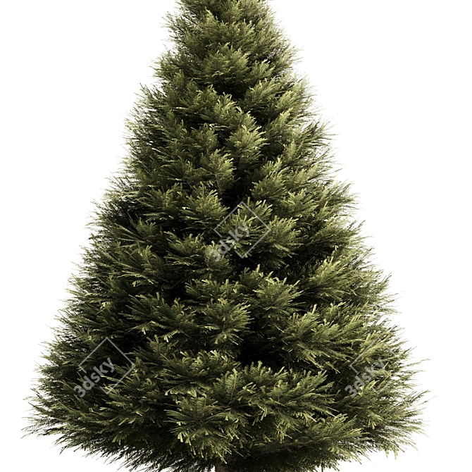 High-Quality Pine Tree Set3 Model 3D model image 2