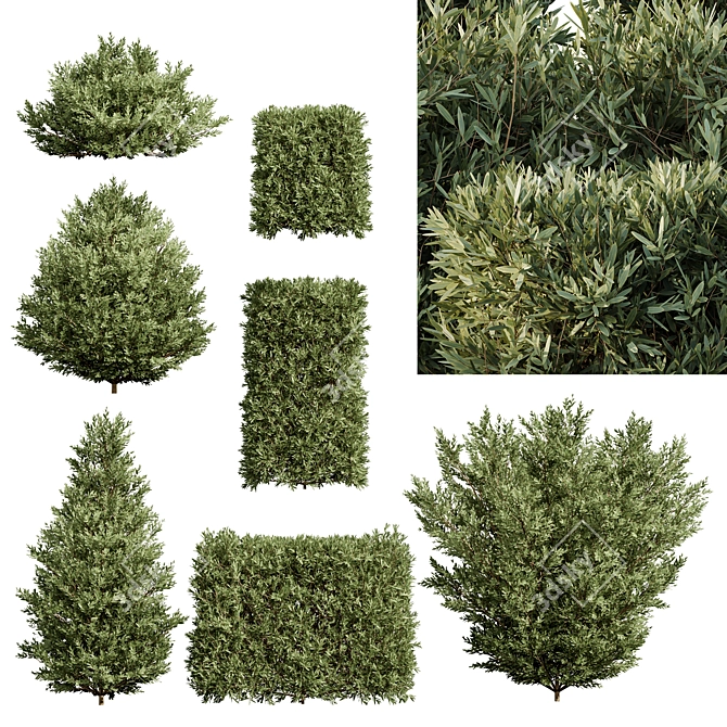 Montra 7 Olive Bush Bundle 3D model image 1