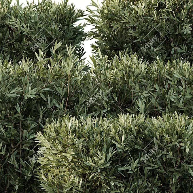 Montra 7 Olive Bush Bundle 3D model image 2