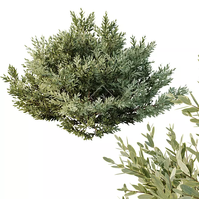 Montra 7 Olive Bush Bundle 3D model image 3