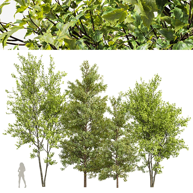 Spring Acer Maple Tree Models 3D model image 1