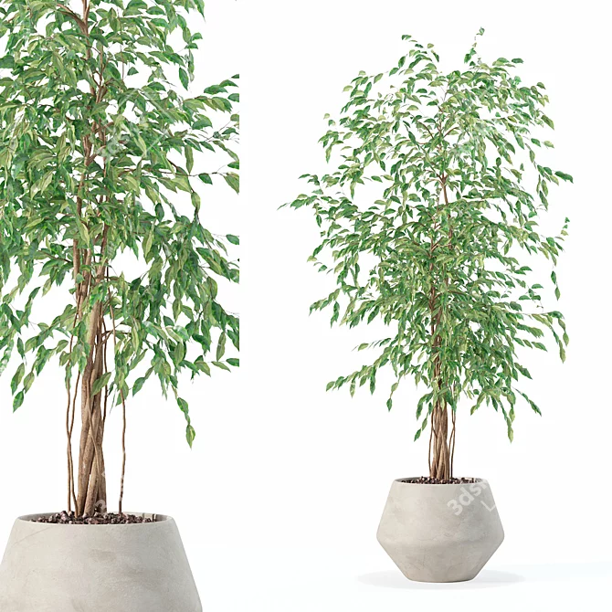 Modern Ficus Benjamina Plant Pot 3D model image 1