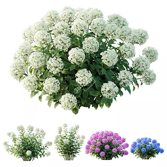 Wild Hydrangea Arborescens 3D Models 3D model image 1