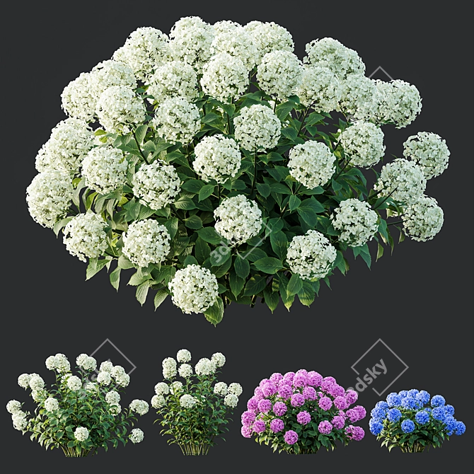 Wild Hydrangea Arborescens 3D Models 3D model image 2