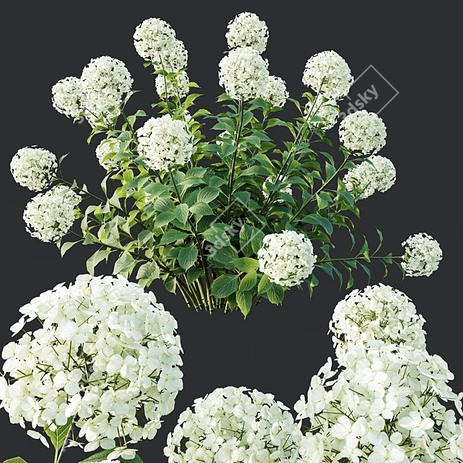 Wild Hydrangea Arborescens 3D Models 3D model image 3