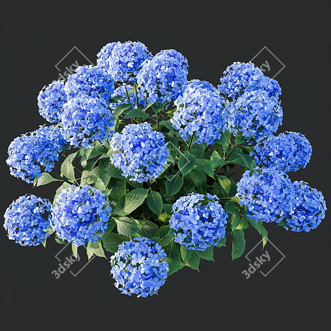 Wild Hydrangea Arborescens 3D Models 3D model image 4