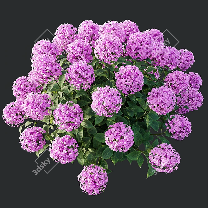 Wild Hydrangea Arborescens 3D Models 3D model image 5