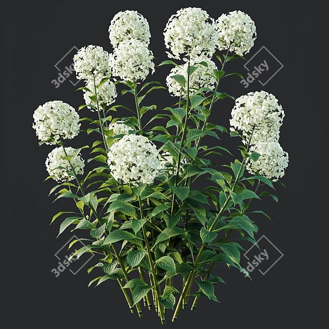 Wild Hydrangea Arborescens 3D Models 3D model image 6