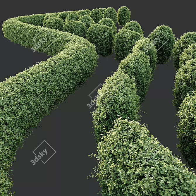 Golden Privet Hedge Plant Model 3D model image 2