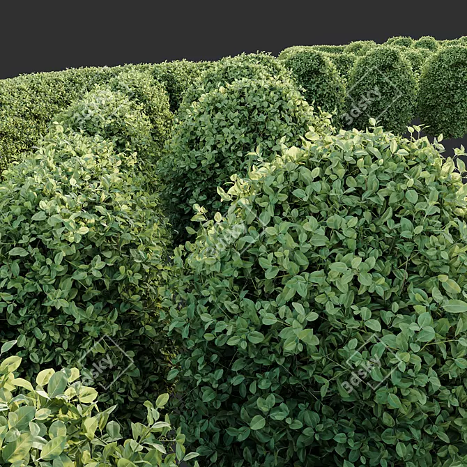 Golden Privet Hedge Plant Model 3D model image 3